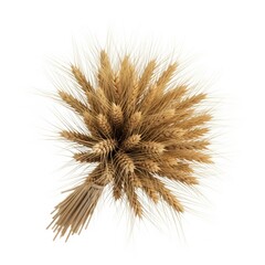 Golden Wheat Sheaf Top View Isolated on White Background Harvest Agriculture
