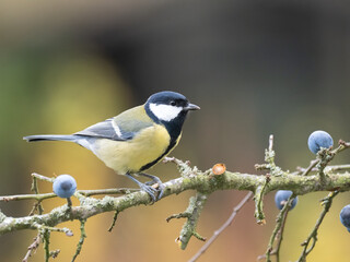 Fototapeta premium Kohlmeise, Parus major