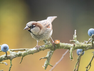 Haussperling, Passer domesticus