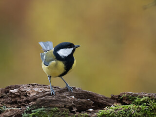 Kohlmeise, Parus major