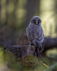 A baby Great Grey Owl (Strix nebulosa) photgraphed in the forest in Kongsvinger, Norway. 