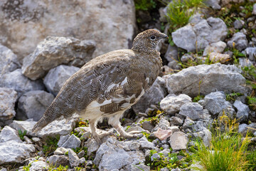 Rock ptarmigan (Lagopus muta) female close-up on rocky mountain slope in the alps, Bavaria, Germany
