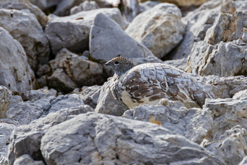 Rock ptarmigan (Lagopus muta) female close-up on rocky mountain slope in the alps, Bavaria, Germany