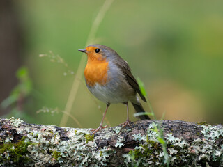 Rotkehlchen, European robin