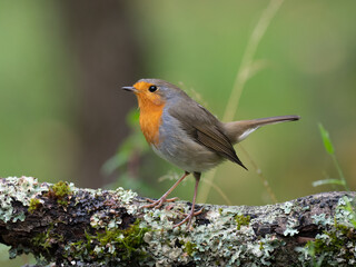 Rotkehlchen, European robin