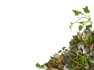 Closeup of succulent flowers and green ivy leaves in a tropical corner arrangement isolated on...