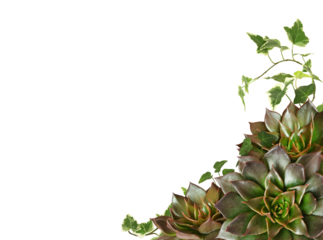 Closeup of succulent flowers and green ivy leaves in a tropical corner arrangement isolated on white or transparent background