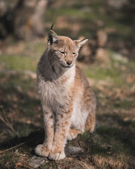  Portrait of an Eurasian lynx (Lynx lynx) sitting in the gras. Photographed in a wildlife park called Langedrag in Norway.