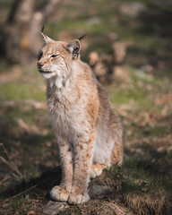  Portrait of an Eurasian lynx (Lynx lynx) sitting in the gras. Photographed in a wildlife park called Langedrag in Norway.