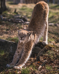  Portrait of an Eurasian lynx (Lynx lynx) sitting in the gras. Photographed in a wildlife park named Langedrag in Norway.