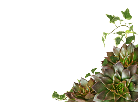 Closeup of succulent flowers and green ivy leaves in a tropical corner arrangement isolated on white or transparent background