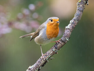 Rotkehlchen, European robin