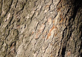 Tree bark