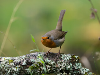 Rotkehlchen, European robin