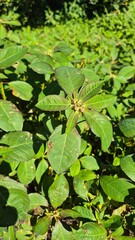 close up of Euphorbia heterophylla (Mexican Fireplant)