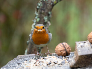 Rotkehlchen, European robin