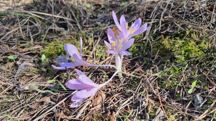 Colchicum phyllypodium is commonly known as a type of autumn crocus or meadow saffron