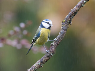 Blaumeise, Cyanistes caeruleus