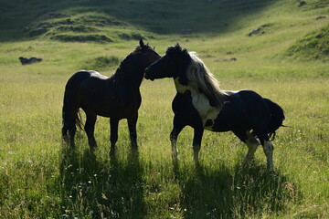 Zwei wunderschöne Hengste kämpfen spielerisch im hohen Gras bei traumhafter Abendsonne