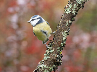 Blaumeise, Cyanistes caeruleus