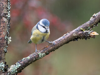 Blaumeise, Cyanistes caeruleus