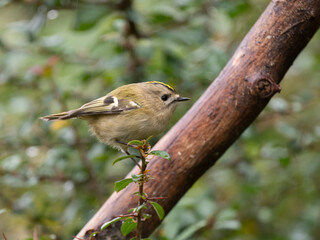 wintergoldhähnchen, regulus regulus
