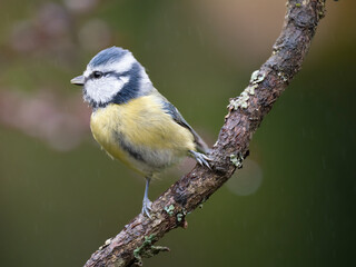 Blaumeise, Cyanistes caeruleus