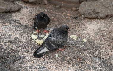 Grey city pigeon. Selective focus with shallow depth of field.