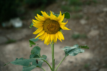 Sunflower close-up at summertime. Selective focus with shallow depth of field.
