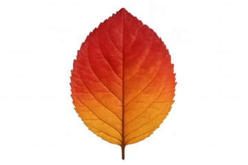 Autumn leaf displaying vibrant red and orange gradient colors, representing fall season change with transparent background
