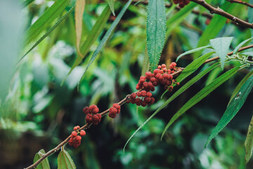 Red wild berries growing on a tropical branch with vibrant green foliage. Ideal for food, forest, and nature-related concepts showcasing organic textures and exotic forest fruits.