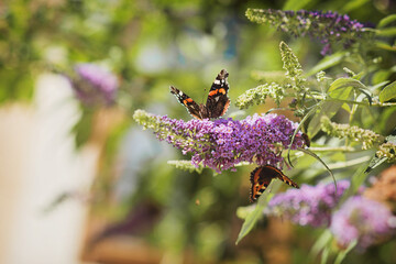 2 Aglais urticae butterflies, on a summer purple flower