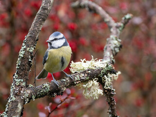 Blaumeise, Cyanistes caeruleus