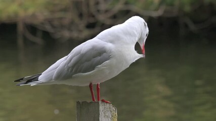 Black-Headed Gull (Chroicocephalus ridibundus) on a post by a lake, preening its feathers. October, London, UK (Half speed)