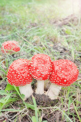 Fly agaric mushrooms, selective focus.
