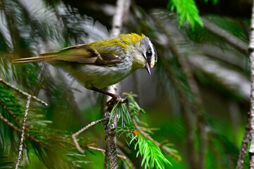 Common firecrest // Sommergoldhähnchen (Regulus ignicapilla / Regulus ignicapillus)