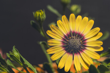 A beautiful yellow African Daisy with several buds of future flowers. It is edited in a romantic and grayish way. The flower is on the left side leaving space for copy space.