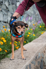 Woman combing a miniature pinscher outdoor.