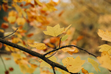 Autumn leaves of Liriodendron tulipifera tree in fall season.