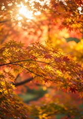 Close Up of Red and Orange Maple Leaves with Sunlight Flare