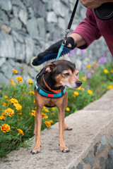 Woman combing a miniature pinscher outdoor.