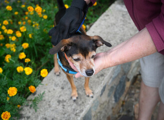 Woman combing a miniature pinscher outdoor.