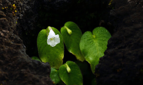 Chirita tublosa Craib is a rare plant commonly found in limestone areas.

