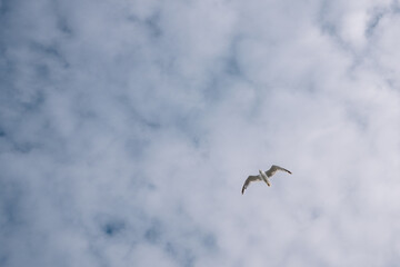 Goéland solitaire volant haut dans un ciel bleu intense et dégagé, symbole de liberté