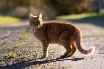 Red cat on the path