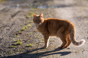 Red cat on the path