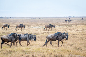 Herd of Wildebeest in the Ngorongoro Crater, Tanzania, Africa	