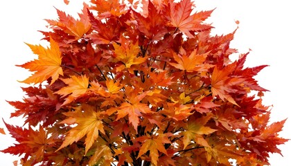 Vibrant fall colors . Autumn maple leaves isolated on transparent background