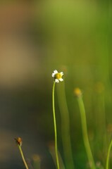 Vertical close-up of a small, white wildflower on a thin stem. Soft, blurred green and brown background (bokeh) highlights its delicate beauty and simplicity.