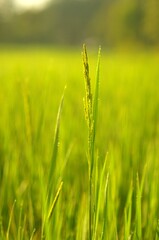Close-up of a ripening rice stalk in a vibrant green paddy field. Soft golden morning light creates a warm bokeh. Fresh, peaceful nature view.